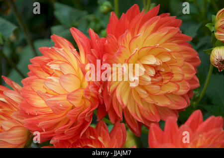 Dahlia Karma Bon Bini Banque D'Images