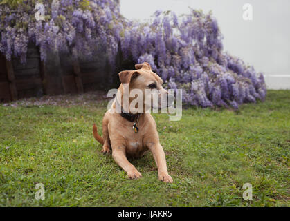 Les hauts tan mixed breed dog pit-bull jette sur l'herbe à la recherche à sa gauche en face de glycine mauve fleuri entièrement la vigne. Banque D'Images