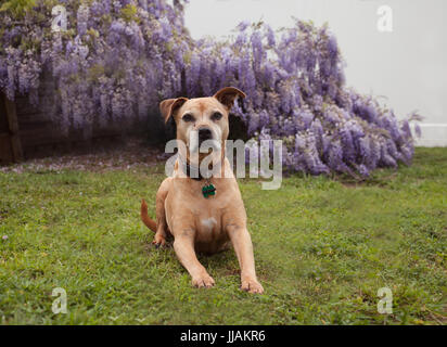 Les hauts tan mixed breed dog pit-bull jette sur l'herbe à l'horizon en face de glycine mauve fleuri entièrement la vigne. Banque D'Images