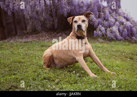 Les hauts tan mixed breed dog pit-bull jette sur l'herbe à la recherche de son droit avec ses pattes avant calé. Elle est en face de violet fleuri entièrement wi Banque D'Images