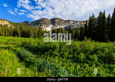 C'est propre, bien voir après un orage d'une prairie de fleurs et la montagne connue sous le nom de Château de diables dans Albion Bassin, Alta, Utah, USA. Banque D'Images