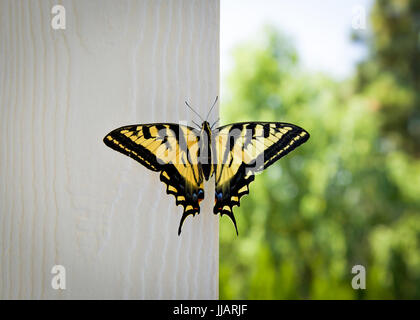 Western Tiger Swallowtail Butterfly Banque D'Images