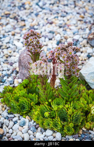 Une poule et des poulets floraison plante dans un jardin de roche à Winkler, au Manitoba, Canada. Banque D'Images