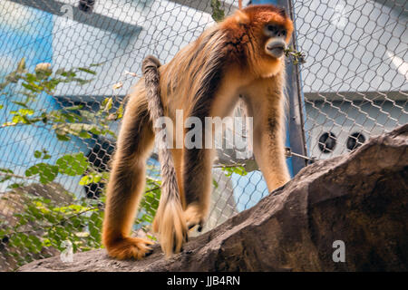 Golden snub-nosed Monkey à Hong Kong Ocean Park, Chine Banque D'Images