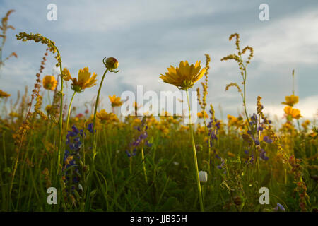 Entireleaf indian paintbrush (Castilleja indivisa) et Doré (Tickseed Coreopsis tinctoria) poussent à l'état sauvage dans une prairie au Texas. Au printemps. USA Banque D'Images