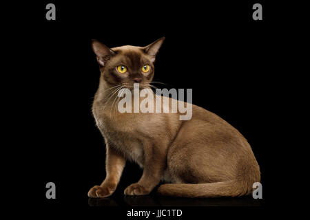 Chat birman isolé sur fond noir Banque D'Images