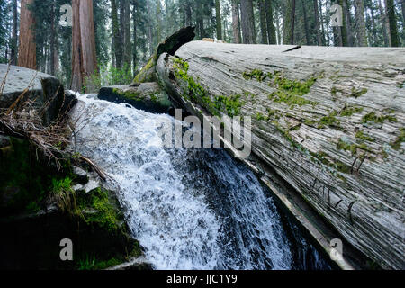 Arbre tombé sur une cascade de Sequoia National Park - Photographie par Paul Toillion Banque D'Images