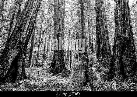 Bois rouge avec la forêt de cèdres rouges géants Banque D'Images