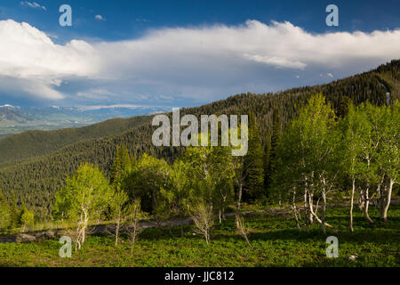 Aspen trees growing ci-dessous temps orageux le long de la vieille route du col de sentier dans le Teton Mountains. La Forêt nationale de Bridger-Teton, Wyoming Banque D'Images