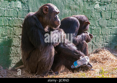 Deux chimpanzés malheureux avec une bouteille de plastique vide dans Wildlife Sanctuary en Afrique du Afrixa Banque D'Images