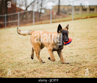 Un adorable chiot Malinois belge jouant fetch avec un ballon de football à l'extérieur à un parc pour chiens sans laisse. Banque D'Images