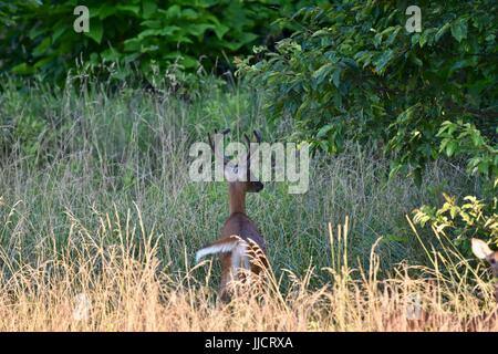 Avec le cerf de Virginie (Odocoileus virginianus buck) debout dans un champ Banque D'Images