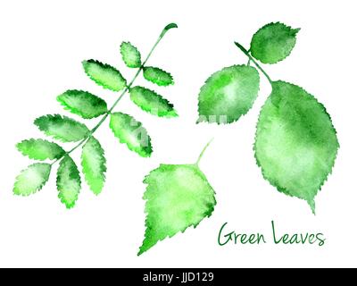 Ensemble de vecteur vert feuilles aquarelle abstraite hazel, bouleau, sorbe isolé sur fond blanc Illustration de Vecteur