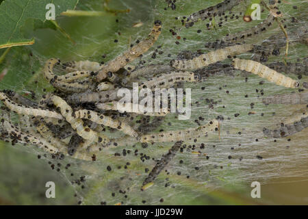 Traubenkirschen-Gespinstmotte Traubenkirschen-Gespinnstmotte Raupe,,, Raupen frssen Traubenkirsche Raupengespinst, une Gespinstmotte Gespinnstmotte,,, Banque D'Images