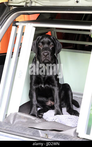 Neuenhagen, Allemagne, jeune labrador retriever assis dans un autotransportbox Banque D'Images