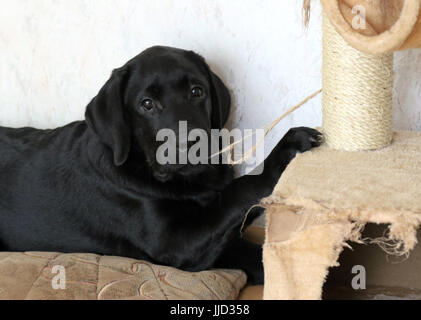 Neuenhagen, Allemagne, jeune Labrador Retriever grignoter un tricot en sisal d'un cat scratching tree Banque D'Images