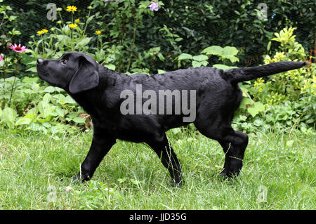 Neuenhagen, Allemagne, jeune labrador retriever courir sur l'herbe et regardant vers le haut Banque D'Images