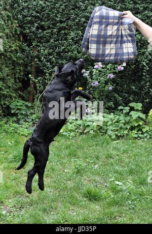 Neuenhagen, Allemagne, jeune labrador retriever essayant d'un coussin de siège Banque D'Images