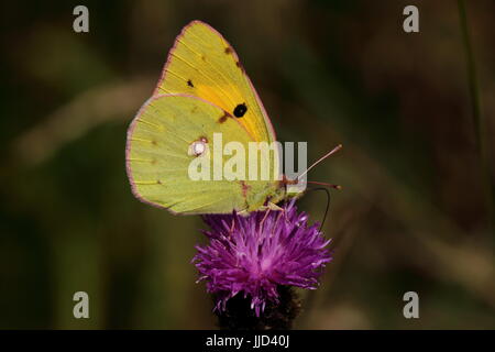 Papillon jaune assombri la centaurée de nectar sur Banque D'Images