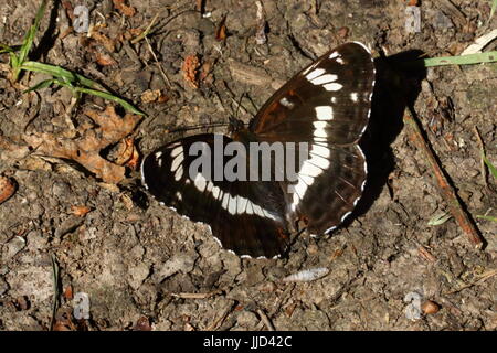 Papillon amiral de l'extraction de nutriments du sol humide Banque D'Images