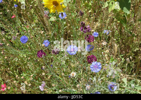 France, Bouches du Rhône 13, St Remy en Provence, dans le jardin du monastère St Paul de Mausole. Banque D'Images