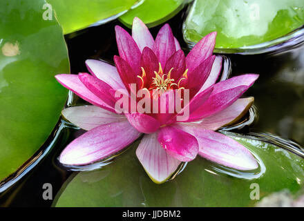 Nénuphar rose en fleurs fleurs en étang de jardin en été macro closeup Banque D'Images