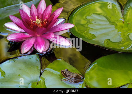Pacifique grenouille d'arbre assis sur l'eau de nénuphar en fleur rose dans les bassins de jardin Banque D'Images