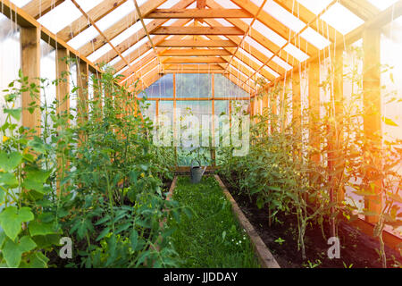 Concept de jardinage. La culture des tomates dans la serre d'accueil chaleureux Banque D'Images