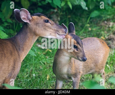 Également appelé Muntjac deer barking Muntiacus reevesi avec son bébé Banque D'Images