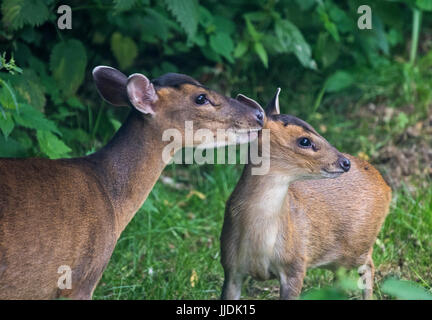 Également appelé Muntjac deer barking Muntiacus reevesi avec son bébé Banque D'Images