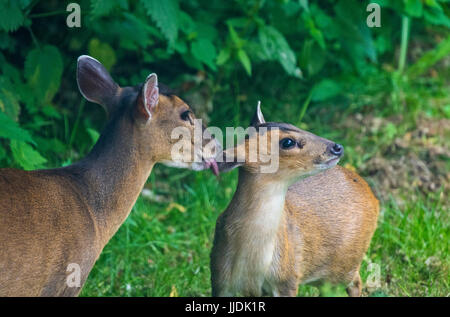 Également appelé Muntjac deer barking Muntiacus reevesi avec son bébé Banque D'Images