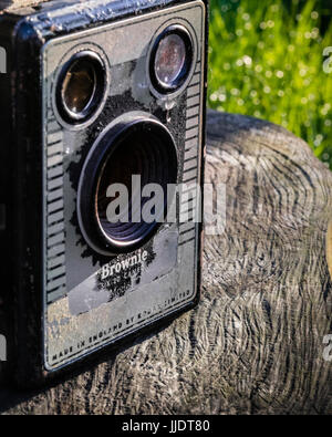 Caméra brownie sur souche d'arbre Banque D'Images