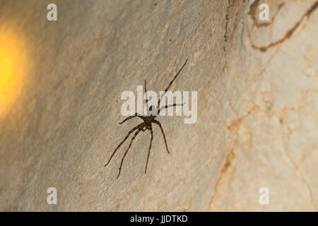 Heteropda vanatoria araignée crabe géant sur le mur dans une grotte Banque D'Images