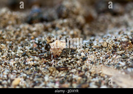 Le crabe sur la plage de sable, détail portrait, parc national de Yala, au Sri Lanka Banque D'Images