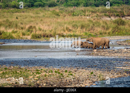 Éléphant et leur famille Banque D'Images