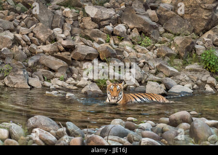 Un tigre du Bengale se refroidissant dans l'eau froide naturelle pendant les étés chauds entre les rochers à Dhikala Banque D'Images