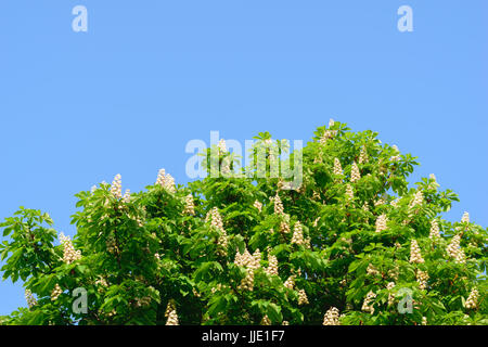 Fleurs de châtaignier avec plein de fleurs fraîches against clear blue sky background Banque D'Images