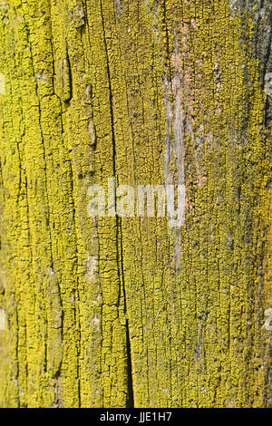 Xanthoria parietina. Lichen jaune sur le tronc de l'arbre - motif d'arrière-plan Banque D'Images