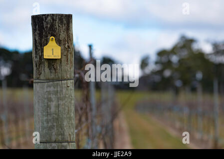 Australian Wine Grape vines en Nouvelle Galles du Sud qui ont été taillés pour l'hiver Banque D'Images