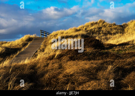 Une promenade conduit les visiteurs à travers les plus jolies zones des dunes sur l'île nord-frison Amrum (Allemagne) Banque D'Images