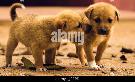 Deux petits chiens chiots frère brown fermer dans l'amour Banque D'Images