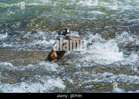 Male Arlequin plongeur (Histrionicus histrionicus) en ruisseau de montagne, dans l'ouest de l'Amérique du Nord par Bruce Montagne Banque D'Images