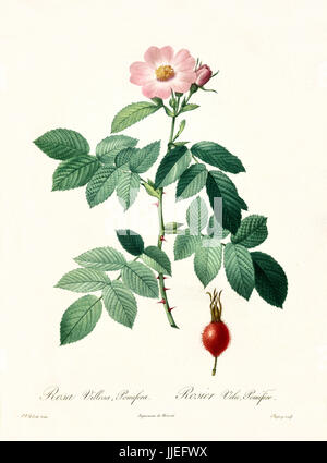 Vieille illustration d'Apple Rose (Rosa villosa). Créé par P. R. Redoute, publié sur Les Roses, Imp. Firmin Didot, Paris, 1817-24 Banque D'Images
