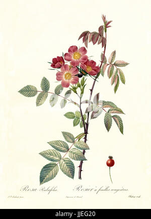 Illustration de l'ancienne à feuilles Rouge Rose (Rosa rubrifolia). Créé par P. R. Redoute, publié sur Les Roses, Imp. Firmin Didot, Paris, 1817-24 Banque D'Images