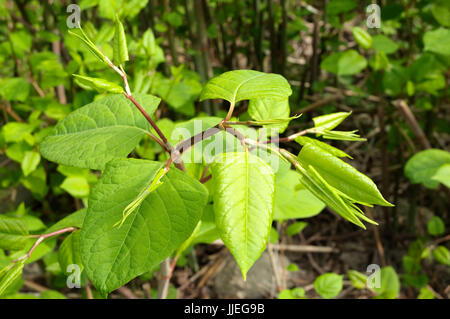 La renouée de Sakhaline en fleurs ou Fallopia sachalinensis en été Banque D'Images