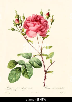 Vieille illustration de centifolia Rosa anglica rubra. Créé par P. R. Redoute, publié sur Les Roses, Imp. Firmin Didot, Paris, 1817-24 Banque D'Images