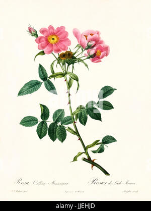 Vieille illustration de Rosa collina monsoniana. Créé par P. R. Redoute, publié sur Les Roses, Imp. Firmin Didot, Paris, 1817-24 Banque D'Images