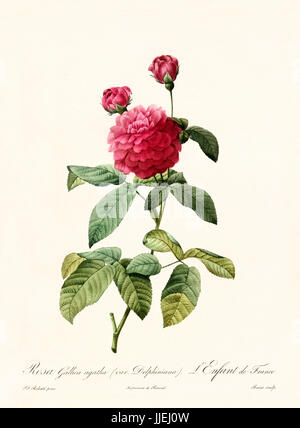 Vieille illustration de Rosa Gallica agatha delphiniana. Créé par P. R. Redoute, publié sur Les Roses, Imp. Firmin Didot, Paris, 1817-24 Banque D'Images