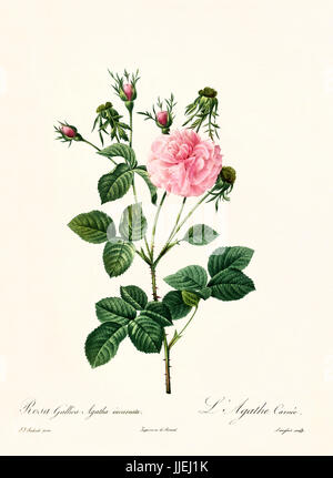 Vieille illustration de Rosa Gallica agatha incarnata. Créé par P. R. Redoute, publié sur Les Roses, Imp. Firmin Didot, Paris, 1817-24 Banque D'Images