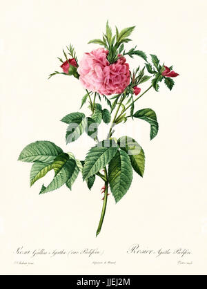 Vieille illustration de Rosa Gallica agatha prolifera. Créé par P. R. Redoute, publié sur Les Roses, Imp. Firmin Didot, Paris, 1817-24 Banque D'Images